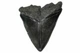 Fossil Megalodon Tooth - South Carolina #340200-1